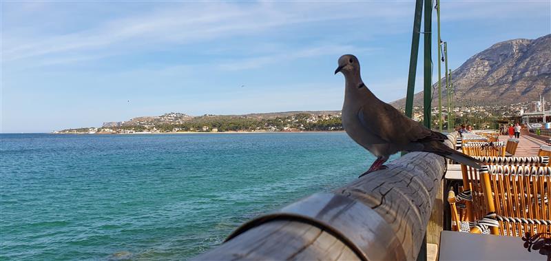 Puerto Deportivo Marina de Denia
